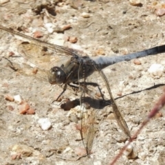 Orthetrum caledonicum (Blue Skimmer) at Paddys River, ACT - 18 Dec 2016 by JohnBundock