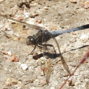 Orthetrum caledonicum at Paddys River, ACT - 18 Dec 2016 01:57 PM