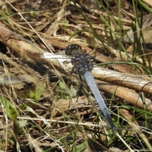 Orthetrum caledonicum at Paddys River, ACT - 18 Dec 2016 01:57 PM