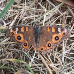 Junonia villida (Meadow Argus) at Deakin, ACT - 22 Dec 2016 by jksmits