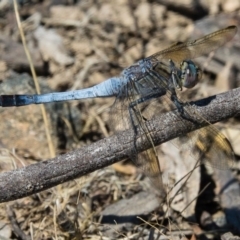 Orthetrum caledonicum (Blue Skimmer) at Gungahlin, ACT - 22 Dec 2016 by CedricBear