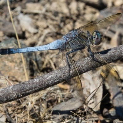 Orthetrum caledonicum (Blue Skimmer) at Gungahlin, ACT - 23 Dec 2016 by CedricBear