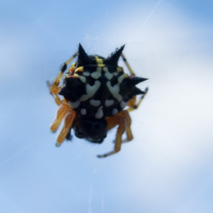 Austracantha minax at Gungahlin, ACT - 23 Dec 2016