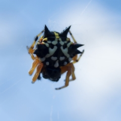 Austracantha minax (Christmas Spider, Jewel Spider) at Mulligans Flat - 22 Dec 2016 by CedricBear