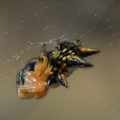 Austracantha minax at Gungahlin, ACT - 23 Dec 2016