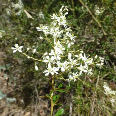 Bursaria spinosa subsp. lasiophylla (Australian Blackthorn) at Point 11 - 22 Dec 2016 by RWPurdie