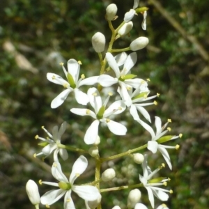 Bursaria spinosa subsp. lasiophylla at Canberra Central, ACT - 23 Dec 2016