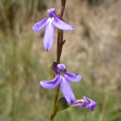 Lobelia browniana at Canberra Central, ACT - 23 Dec 2016 by RWPurdie