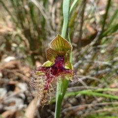 Calochilus therophilus (Late Beard Orchid) at Aranda, ACT - 23 Dec 2016 by RWPurdie