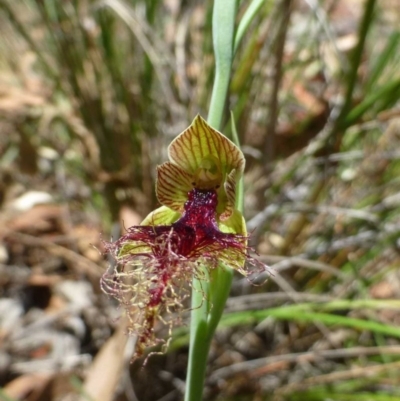 Calochilus therophilus (Late Beard Orchid) at Aranda, ACT - 23 Dec 2016 by RWPurdie