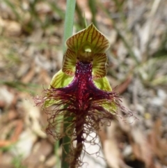 Calochilus therophilus at Aranda, ACT - 23 Dec 2016