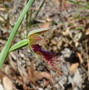 Calochilus therophilus at Aranda, ACT - suppressed