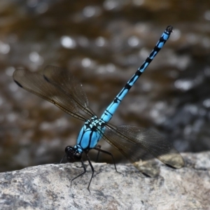 Diphlebia nymphoides at Tennent, ACT - 19 Dec 2015