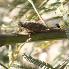 Galanga labeculata (Double-spotted cicada) at Bruce, ACT - 23 Dec 2016 by ibaird