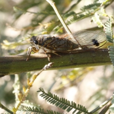 Galanga labeculata (Double-spotted cicada) at Black Mountain - 23 Dec 2016 by ibaird