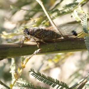 Galanga labeculata at Bruce, ACT - 23 Dec 2016