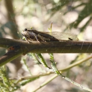 Galanga labeculata at Bruce, ACT - 23 Dec 2016