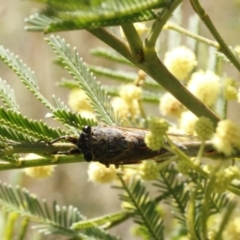 Galanga labeculata at Bruce, ACT - 23 Dec 2016