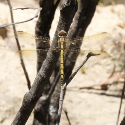 Orthetrum caledonicum (Blue Skimmer) at Bruce, ACT - 23 Dec 2016 by ibaird