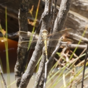 Orthetrum caledonicum at Bruce, ACT - 23 Dec 2016 03:10 PM