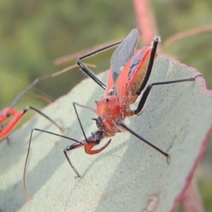 Gminatus australis at Paddys River, ACT - 30 Nov 2016