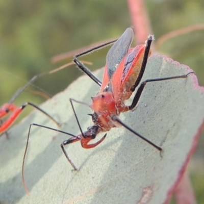 Gminatus australis (Orange assassin bug) at Paddys River, ACT - 30 Nov 2016 by michaelb