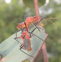 Gminatus australis at Paddys River, ACT - 30 Nov 2016 06:46 PM