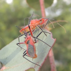 Gminatus australis at Paddys River, ACT - 30 Nov 2016 06:46 PM