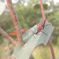 Gminatus australis at Paddys River, ACT - 30 Nov 2016