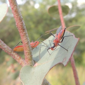 Gminatus australis at Paddys River, ACT - 30 Nov 2016 06:46 PM