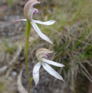 Caladenia moschata at Paddys River, ACT - 19 Nov 2016