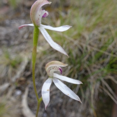 Caladenia moschata (Musky Caps) at Tidbinbilla Nature Reserve - 19 Nov 2016 by galah681