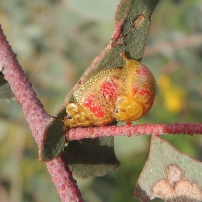 Paropsisterna fastidiosa (Eucalyptus leaf beetle) at Point Hut to Tharwa - 30 Nov 2016 by michaelb