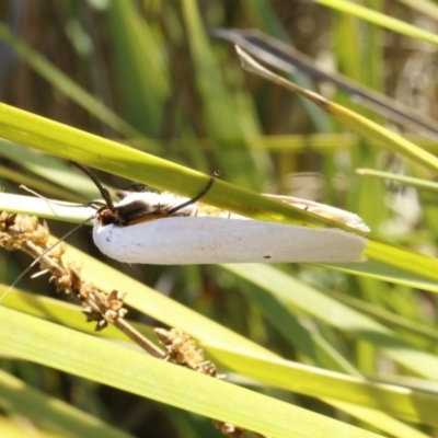 Maroga melanostigma (Pecan Stem Girdler) at Black Mountain - 23 Dec 2016 by ibaird