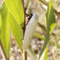 Maroga melanostigma at Bruce, ACT - 23 Dec 2016