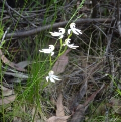 Caladenia moschata (Musky Caps) at Paddys River, ACT - 19 Nov 2016 by galah681