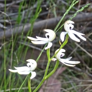 Caladenia moschata at Paddys River, ACT - suppressed