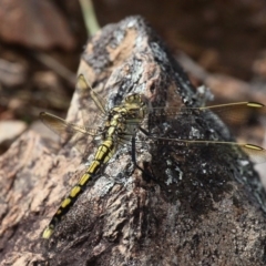 Orthetrum caledonicum (Blue Skimmer) at Red Hill Nature Reserve - 17 Dec 2016 by HarveyPerkins