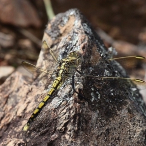 Orthetrum caledonicum at Red Hill, ACT - 18 Dec 2016 09:31 AM