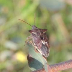 Oechalia schellenbergii (Spined Predatory Shield Bug) at Point Hut to Tharwa - 30 Nov 2016 by michaelb