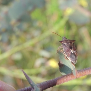 Oechalia schellenbergii at Paddys River, ACT - 30 Nov 2016