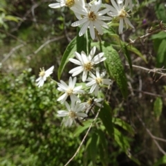 Olearia lirata (Snowy Daisybush) at Paddys River, ACT - 19 Nov 2016 by galah681