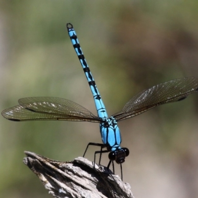 Diphlebia nymphoides (Arrowhead Rockmaster) at Uriarra Village, ACT - 18 Dec 2016 by HarveyPerkins