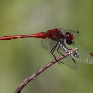 Diplacodes bipunctata at Uriarra Village, ACT - 18 Dec 2016 02:55 PM