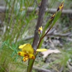 Diuris semilunulata (Late Leopard Orchid) at Paddys River, ACT - 19 Nov 2016 by galah681