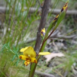 Diuris semilunulata at Paddys River, ACT - 19 Nov 2016