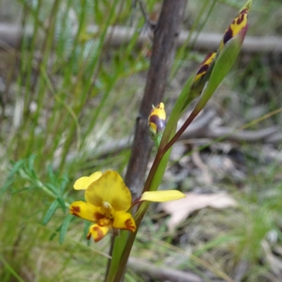 Diuris semilunulata (Late Leopard Orchid) at Tidbinbilla Nature Reserve - 19 Nov 2016 by galah681