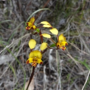 Diuris semilunulata at Paddys River, ACT - 19 Nov 2016