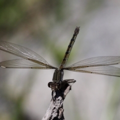 Diphlebia nymphoides (Arrowhead Rockmaster) at Cotter Reservoir - 18 Dec 2016 by HarveyPerkins