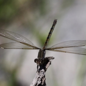 Diphlebia nymphoides at Uriarra Village, ACT - 18 Dec 2016